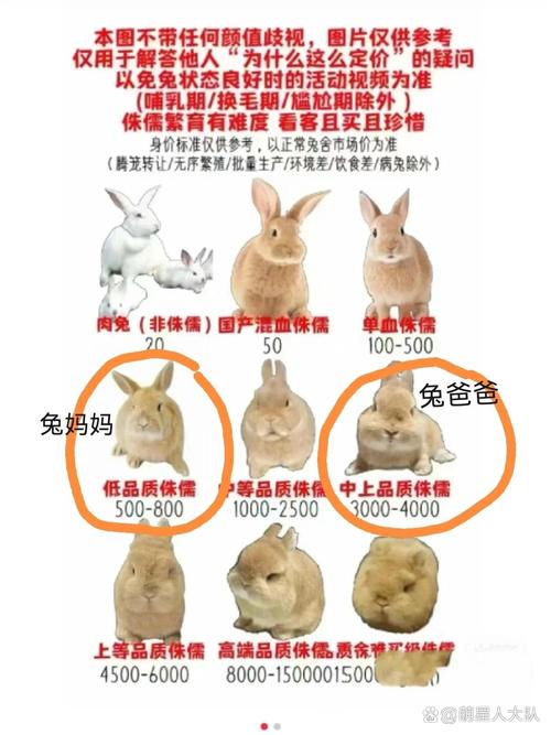 新手养兔选什么品种又好养又赚钱?-图3 新手养兔选什么品种又好养又赚钱?-图3