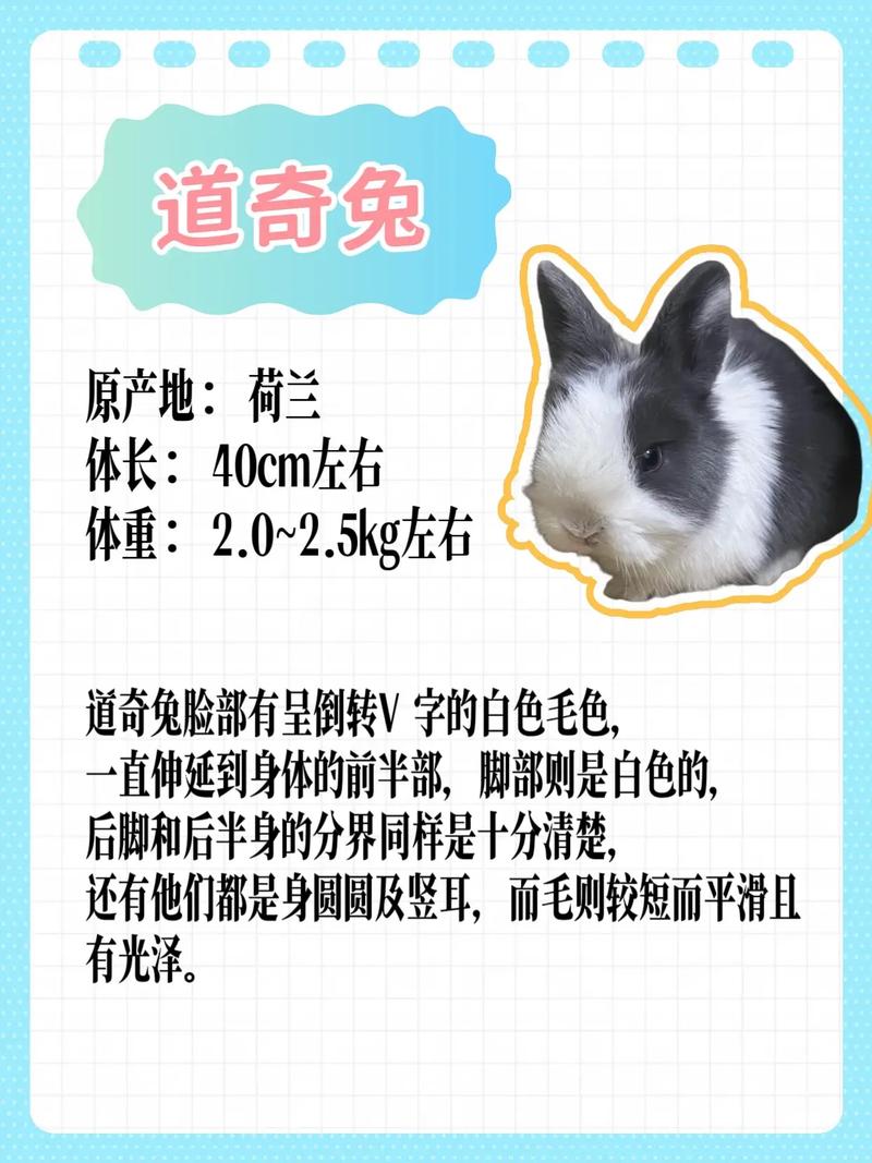 新手养兔选什么品种又好养又赚钱?-图2 新手养兔选什么品种又好养又赚钱?-图2