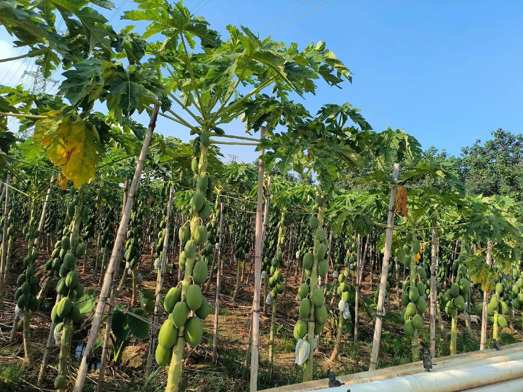 木瓜种植技术与管理要点有哪些?-图1 木瓜种植技术与管理要点有哪些?-图1