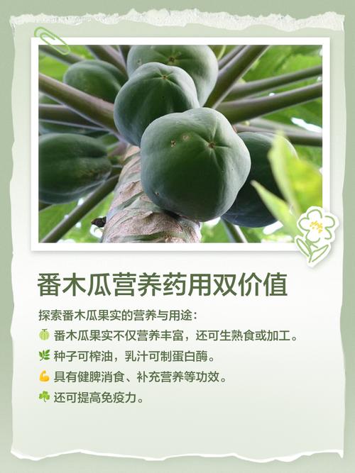 木瓜种植技术与管理要点有哪些?-图3 木瓜种植技术与管理要点有哪些?-图3