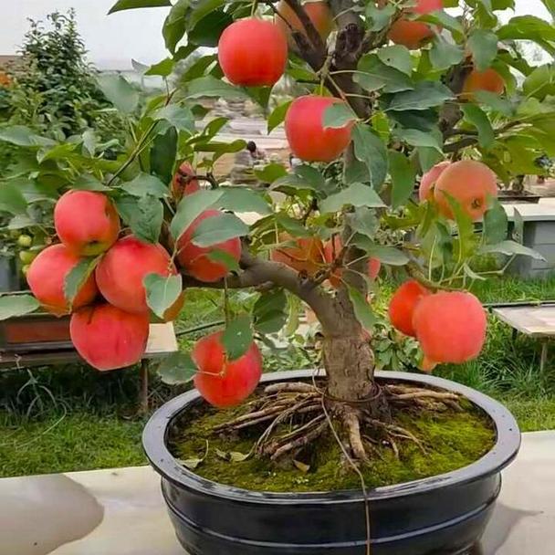 哪些果树品种种植前景好?-图2 哪些果树品种种植前景好?-图2