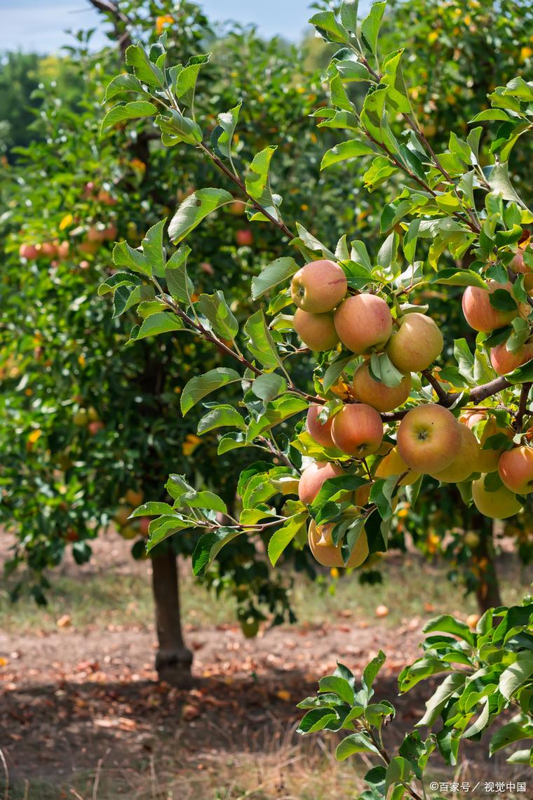 哪些果树品种种植前景好？-图3