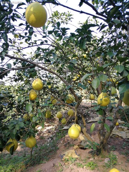 柚子树施肥该注意哪些技术要点？-图2