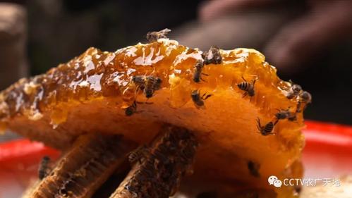 农广天地豆腐致富技术怎么学？-图3