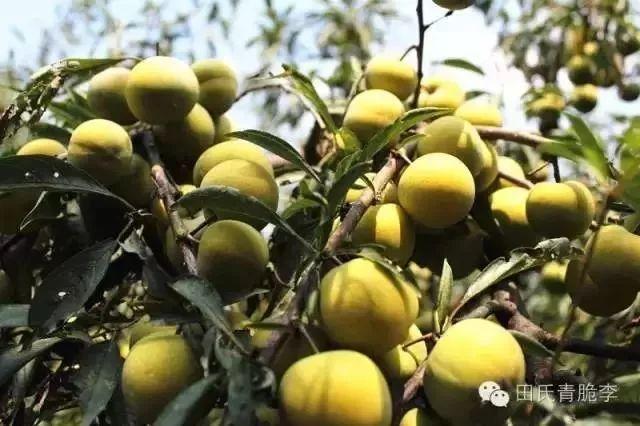 农广天地豆腐致富技术怎么学？-图2