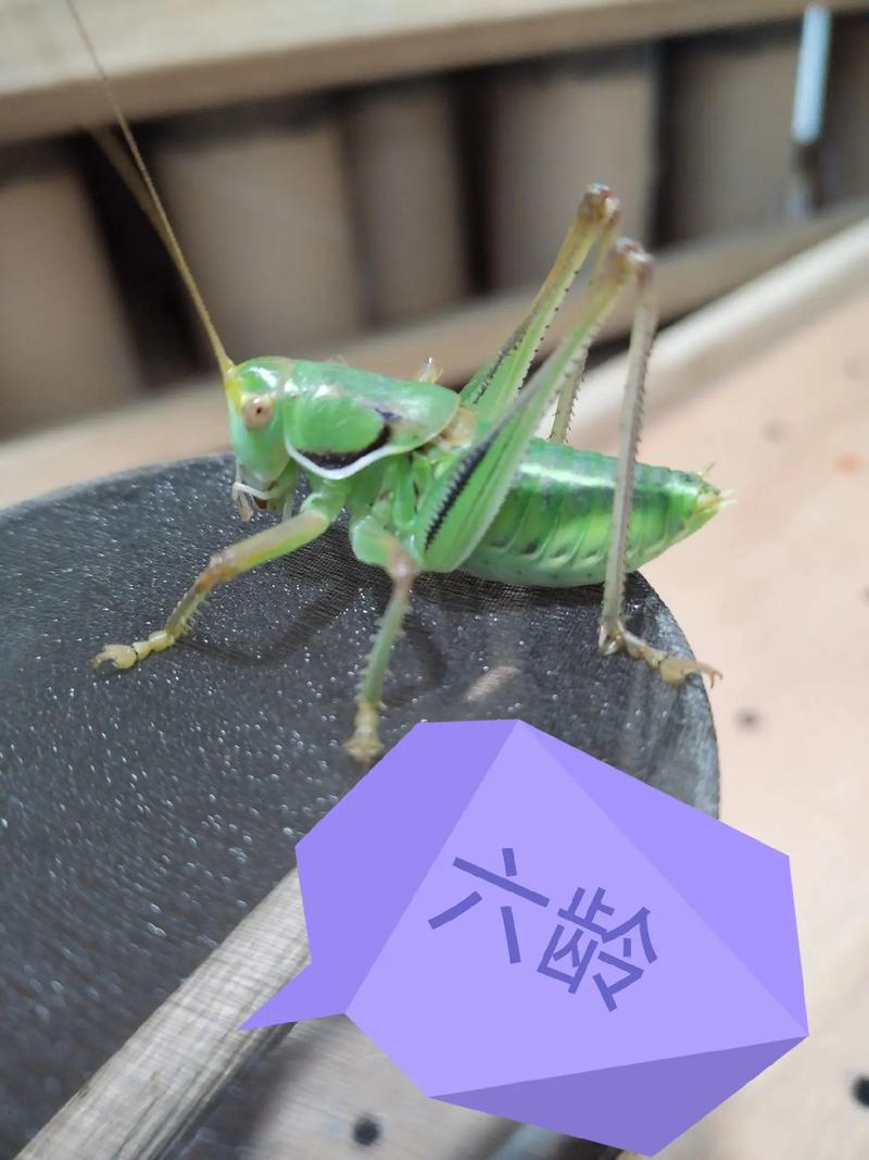 蝈蝈如何高效养殖繁殖？-图2