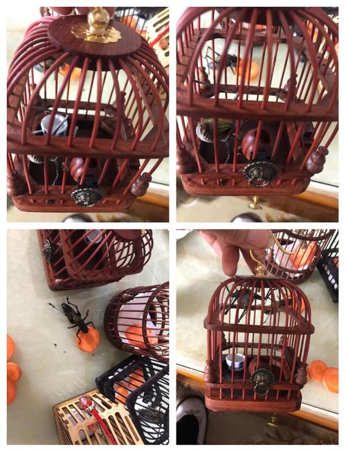 蝈蝈如何高效养殖繁殖？-图3