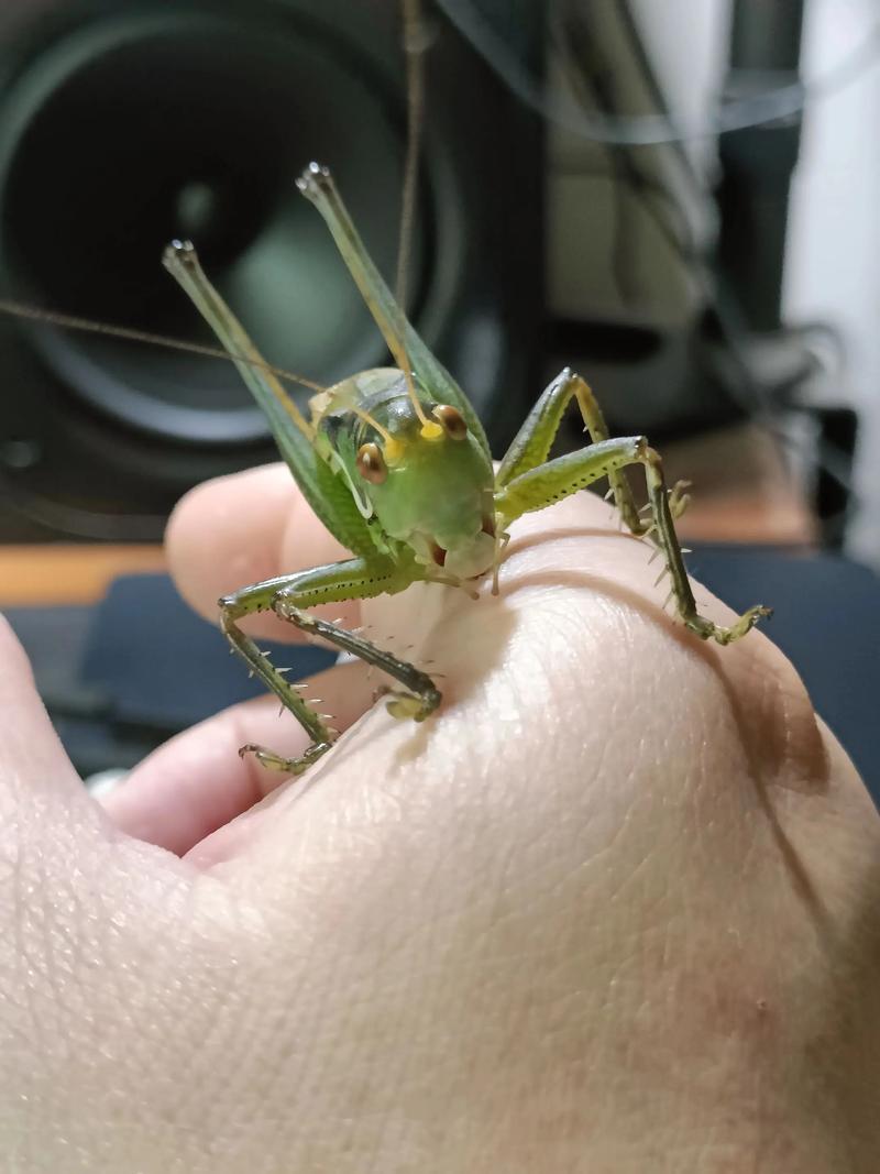 蝈蝈如何高效养殖繁殖？-图1