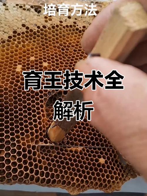 人工育王养蜂技术视频怎么学？-图1