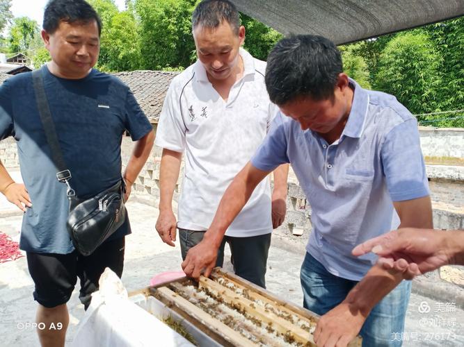 人工育王养蜂技术视频怎么学？-图2