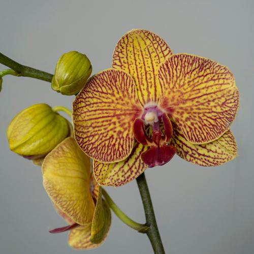 哪种蝴蝶兰品种最漂亮？-图2