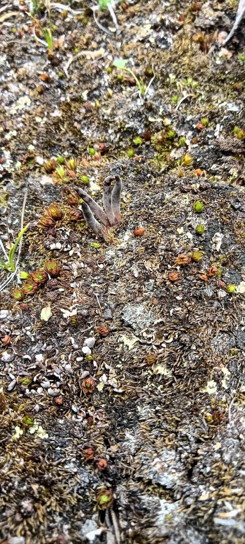 云南虫草种植技术视频，关键步骤有哪些？-图3