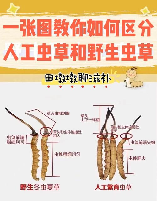 云南虫草种植技术视频，关键步骤有哪些？-图2