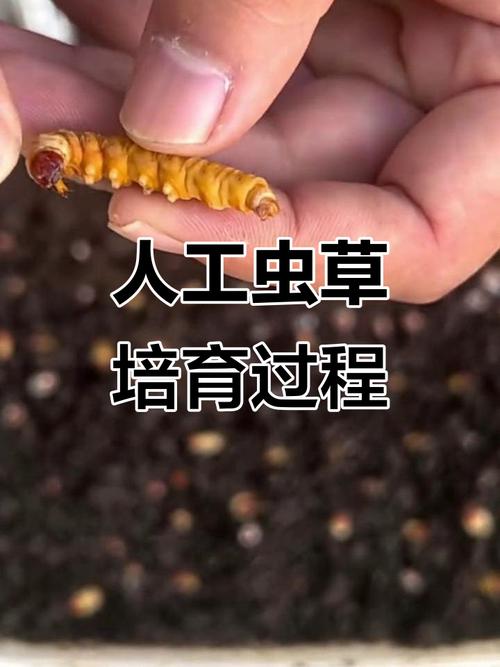 云南虫草种植技术视频，关键步骤有哪些？-图1