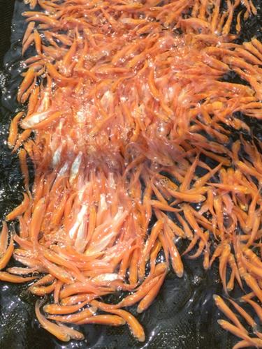 俄罗斯金草鱼养殖技术难点有哪些?-图1 俄罗斯金草鱼养殖技术难点有哪些?-图1