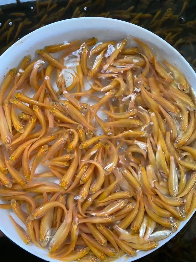 俄罗斯金草鱼养殖技术难点有哪些?-图2 俄罗斯金草鱼养殖技术难点有哪些?-图2