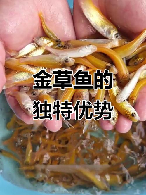 俄罗斯金草鱼养殖技术难点有哪些?-图3 俄罗斯金草鱼养殖技术难点有哪些?-图3