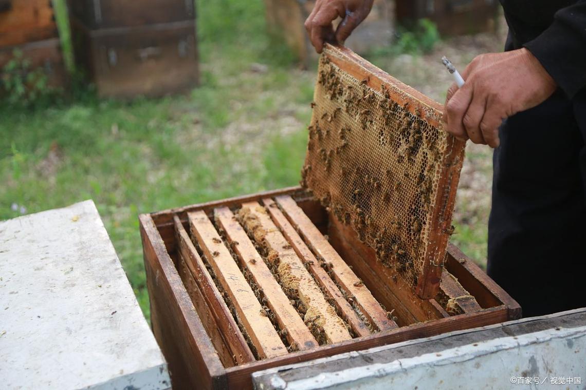 蜂群人工分箱技术要点有哪些?-图1 蜂群人工分箱技术要点有哪些?-图1