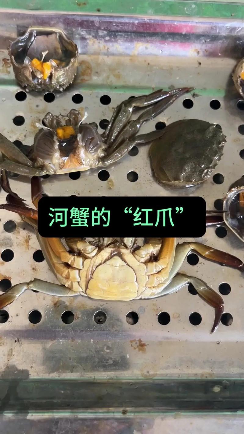 辽河河蟹成蟹养殖技术要点有哪些?-图1 辽河河蟹成蟹养殖技术要点有哪些?-图1