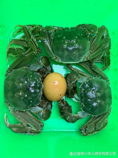 辽河河蟹成蟹养殖技术要点有哪些?-图2 辽河河蟹成蟹养殖技术要点有哪些?-图2