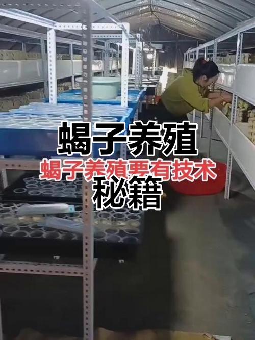 塔式养蝎新技术具体怎么操作？-图3
