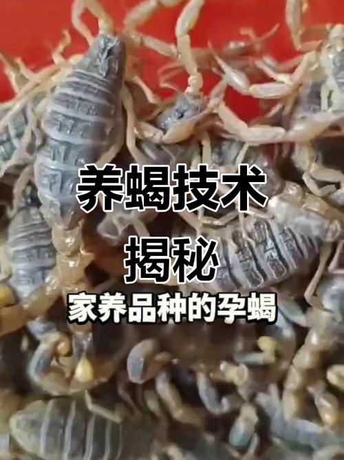 塔式养蝎新技术具体怎么操作？-图1