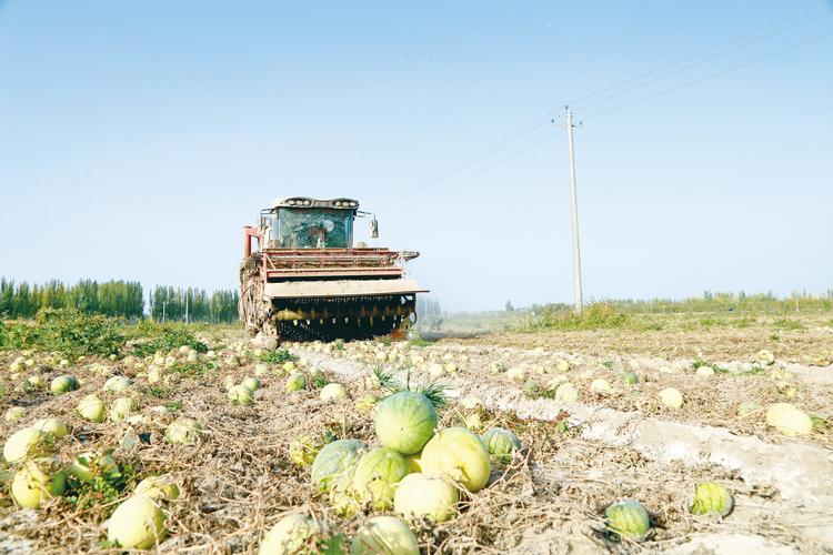 广西瓜种植技术视频有哪些关键要点？-图1