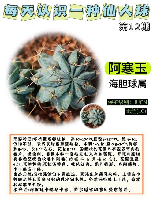 仙人球有哪些常见品种及名称？-图1