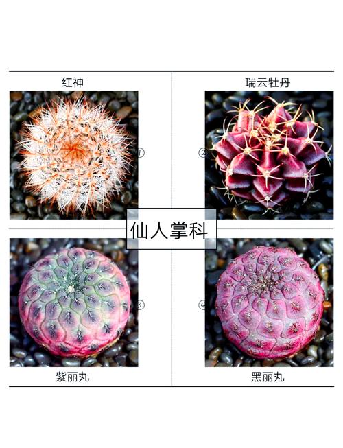 仙人球有哪些常见品种及名称？-图2