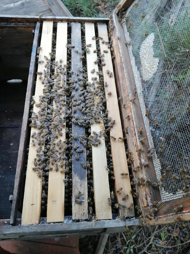 中蜂养蜂技术视频，新手怎么学？-图2