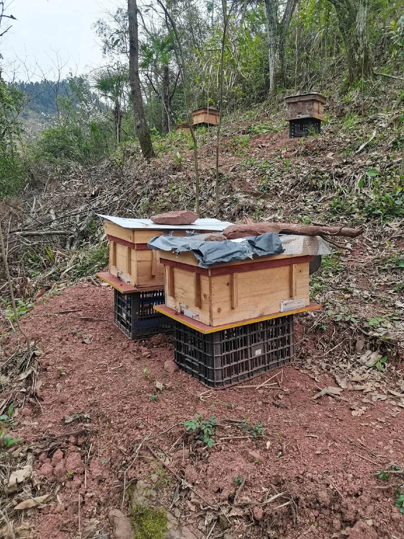 中蜂养蜂技术视频，新手怎么学？-图3