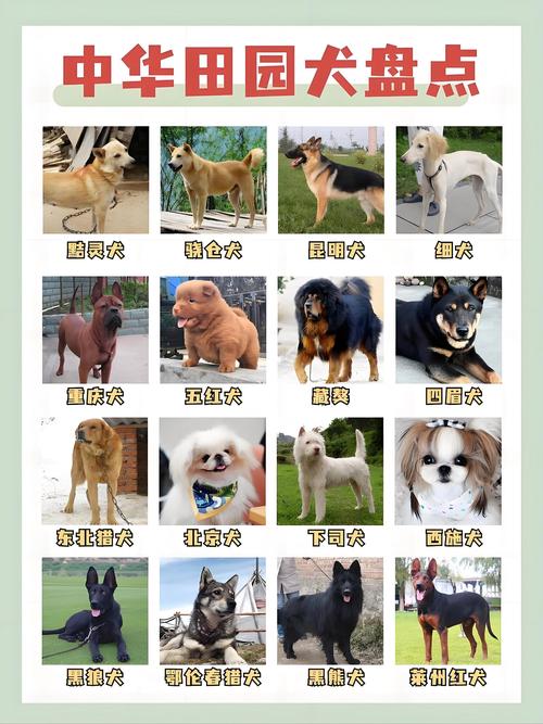 肉食狗品种怎么选？好养又省心的是哪个？-图1