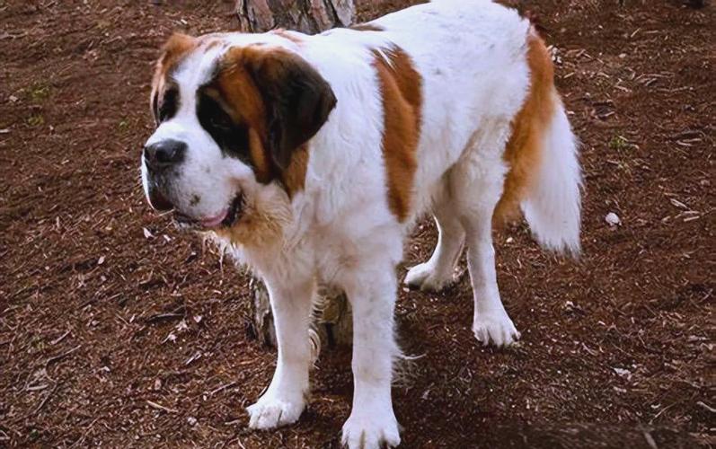 肉食狗品种怎么选？好养又省心的是哪个？-图2