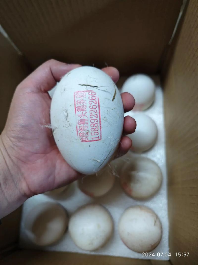 辽宁养鹅，哪些蛋鹅品种高产又优质？-图3