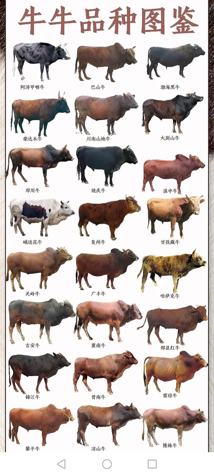 国内最好品种牛是哪个？-图1