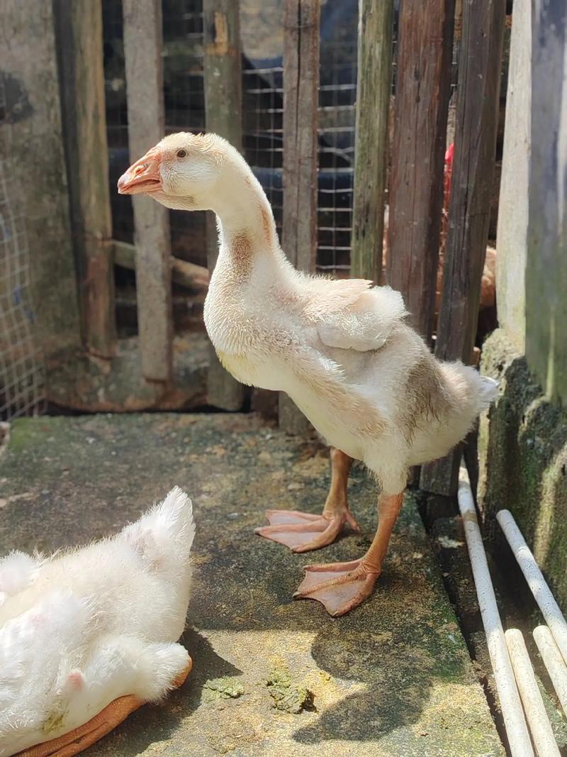 狮头鹅品种特征有哪些关键点？-图3