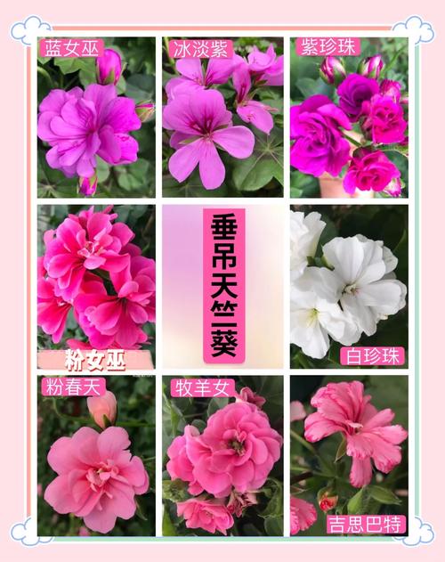 白鼠天竺葵是哪个品种？-图3