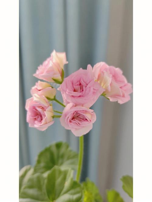 白鼠天竺葵是哪个品种？-图1