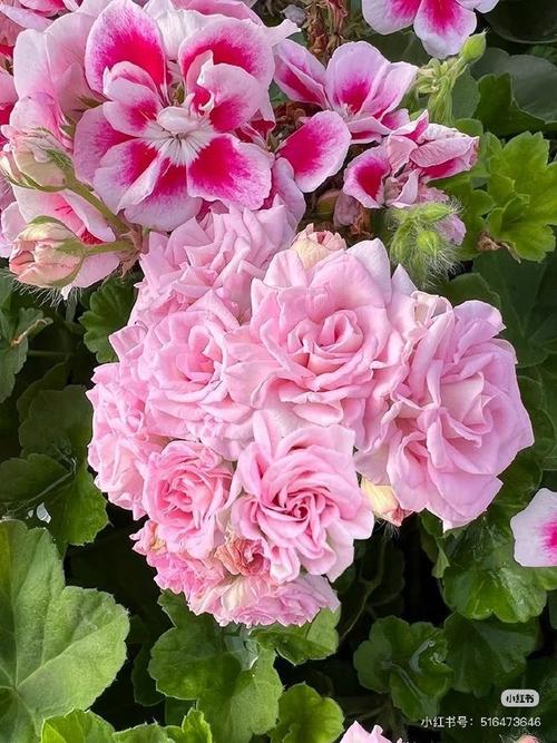 白鼠天竺葵是哪个品种？-图2