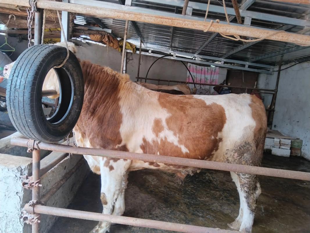 西门塔尔公牛饲养技术要点有哪些？-图1