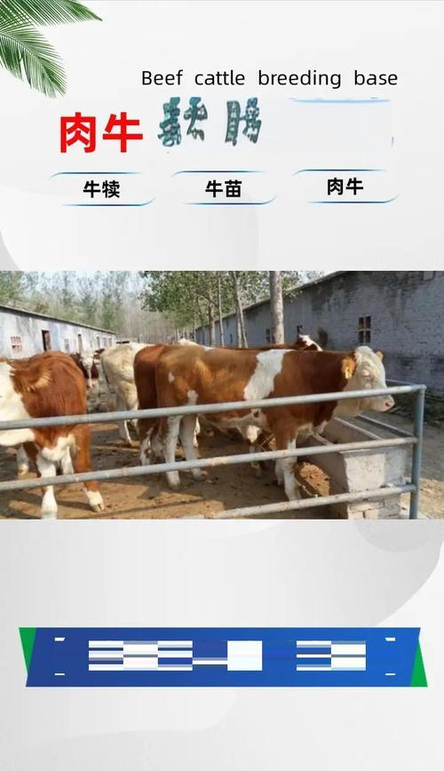 西门塔尔公牛饲养技术要点有哪些？-图3