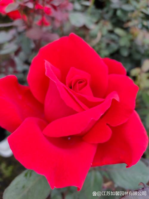 大花玫瑰是哪个品种？-图1