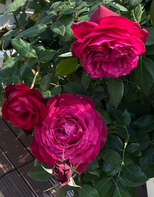 大花玫瑰是哪个品种？-图2