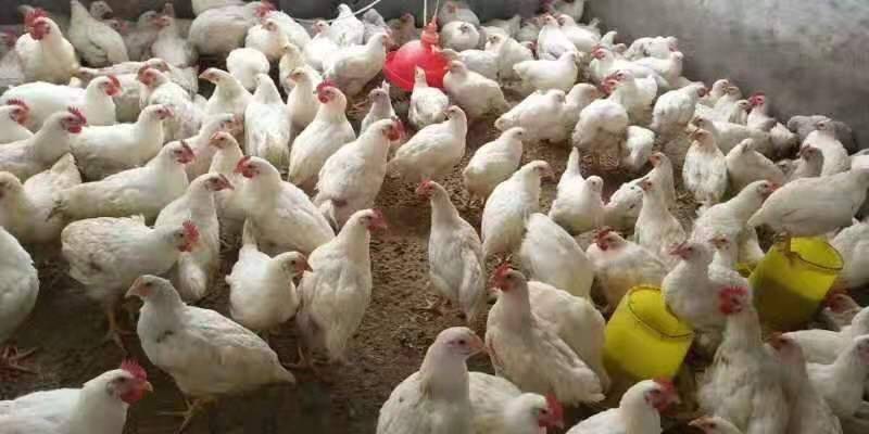 817毛鸡最新价格多少？-图3