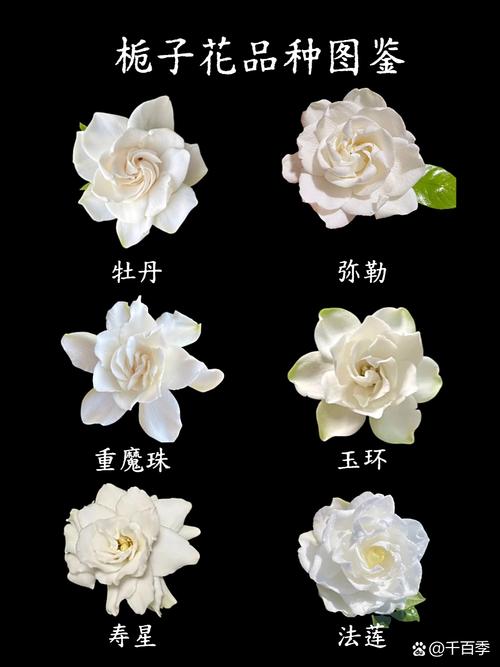 栀子花品种有哪些?附图片识别吗?-图2 栀子花品种有哪些?附图片识别吗?-图2