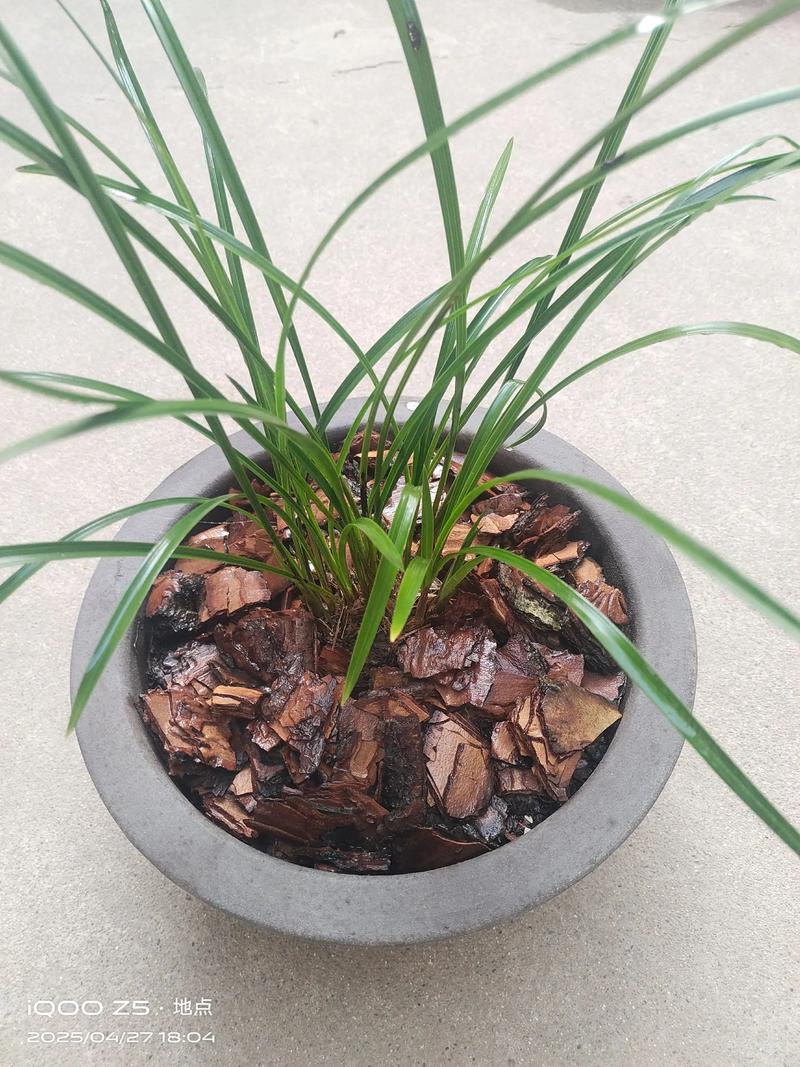 张家界有哪些珍稀兰花品种?-图1 张家界有哪些珍稀兰花品种?-图1