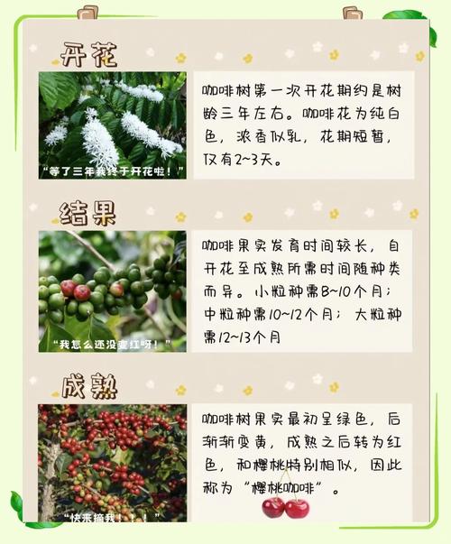 海南咖啡栽培技术视频，有哪些核心要点？-图2