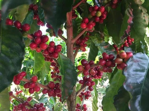 海南咖啡栽培技术视频，有哪些核心要点？-图1