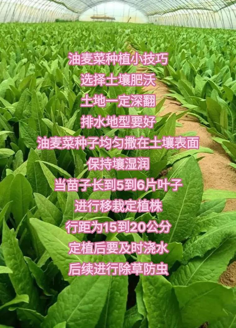 油麦菜怎么施肥长得好？-图1