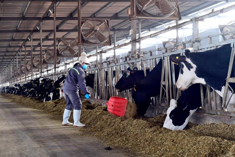 如何高效管理奶牛牧场技术人员？-图3